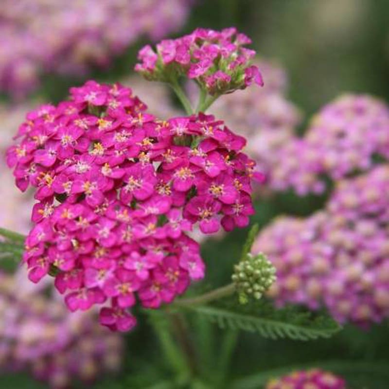 Achillea Flomar SCL