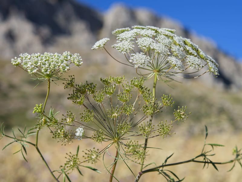 Ammis Majus Flomar SCL