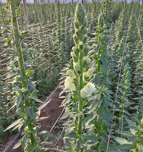 Antirrino Flomar SCL