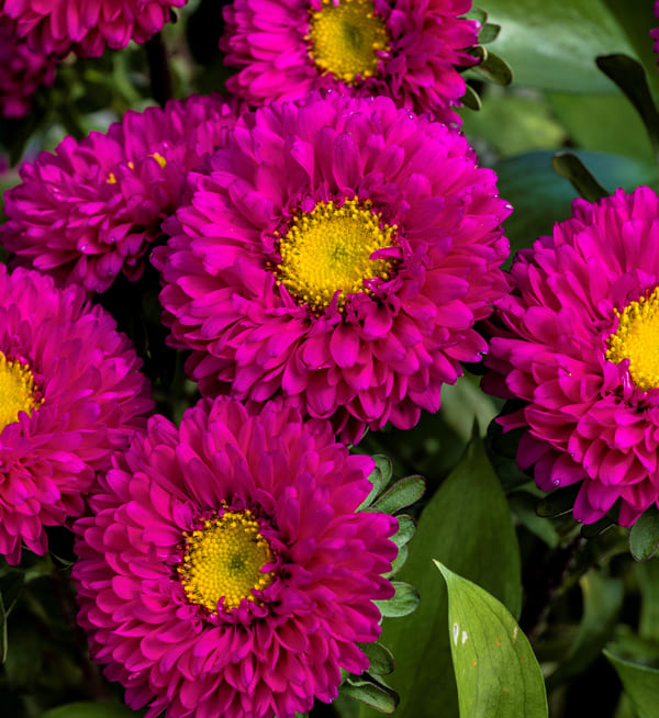 Callistephus Flomar SCL