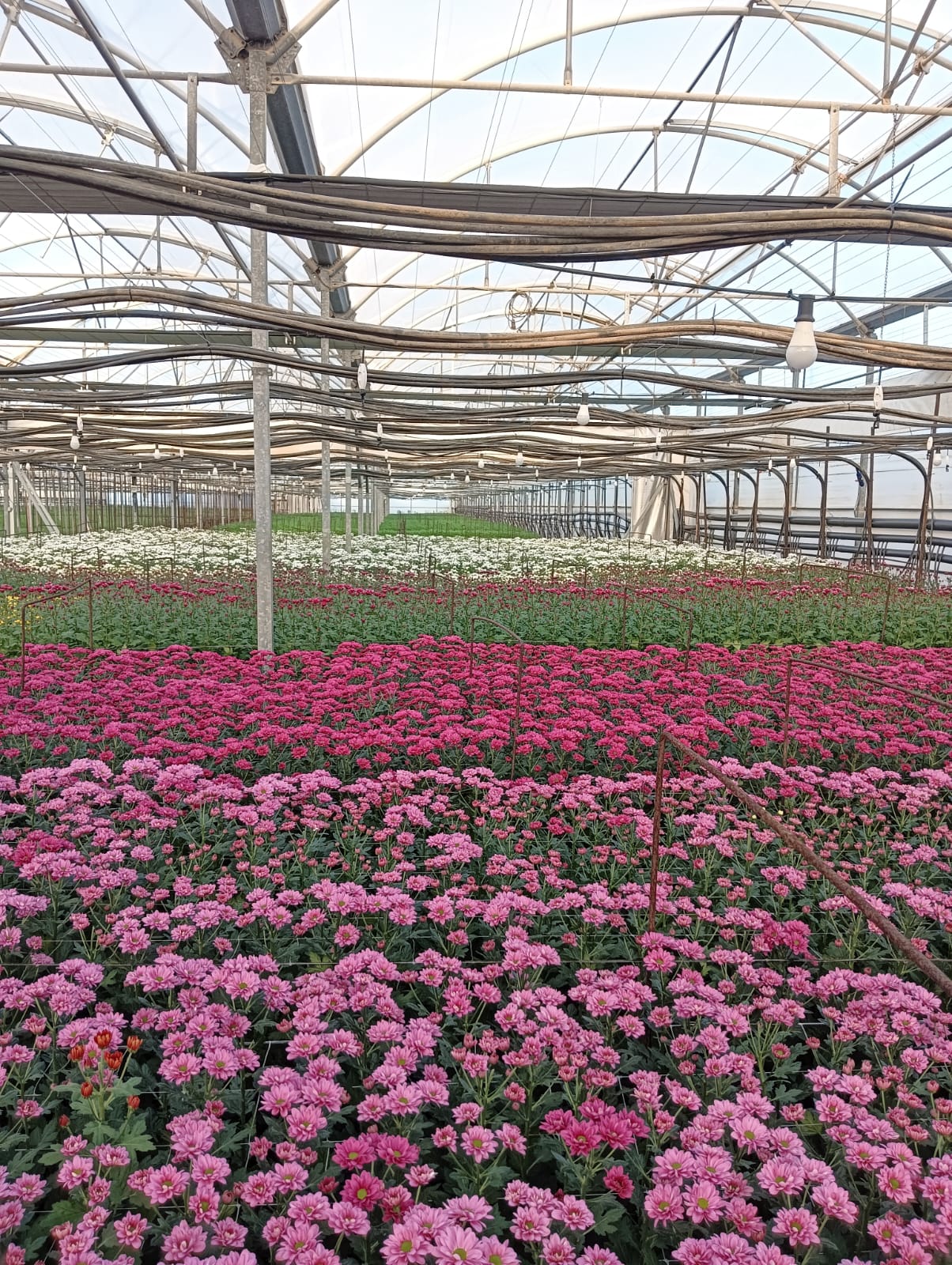 Crisantemo Flomar SCL