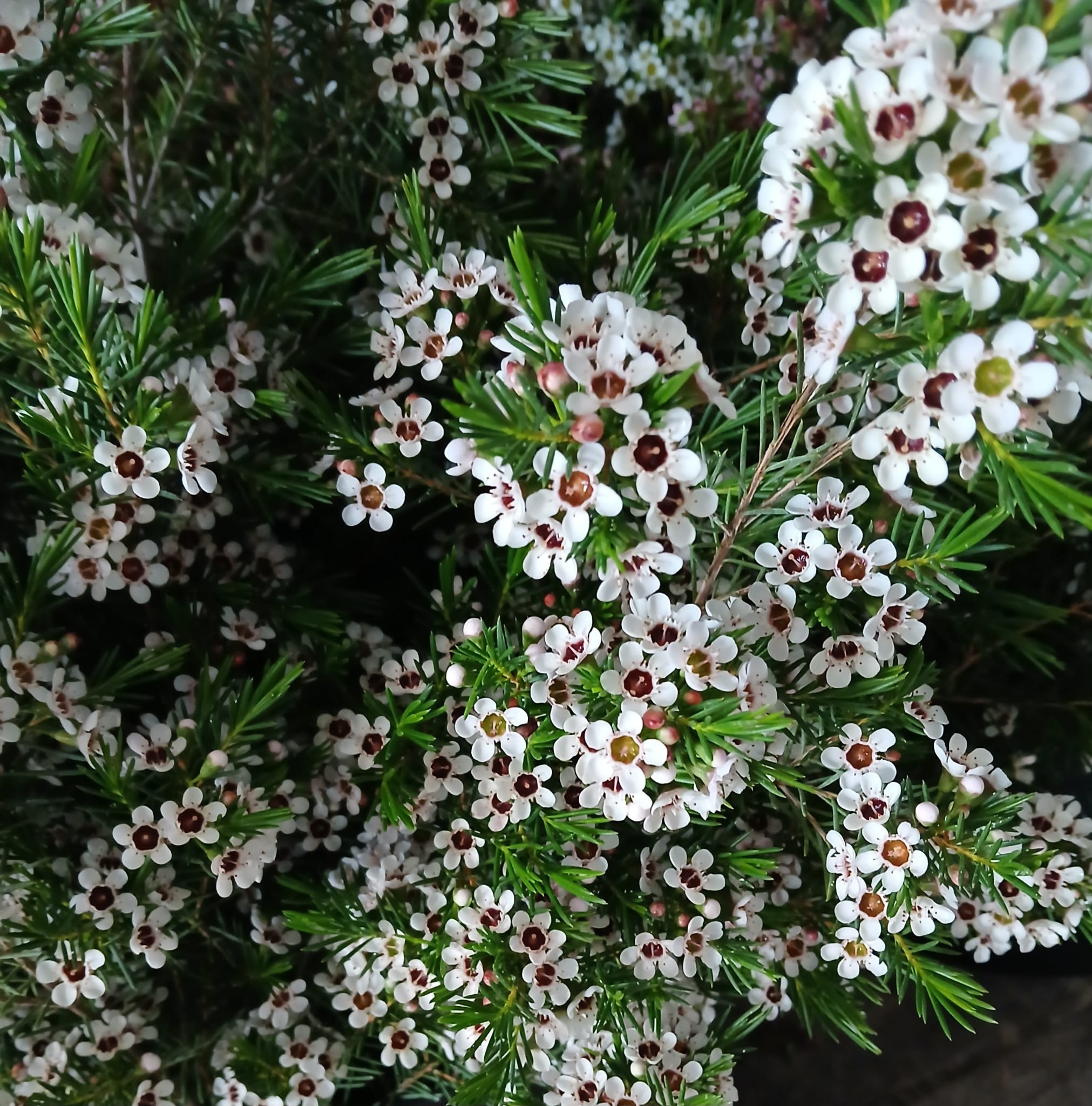 Flor de Cera Flomar SCL