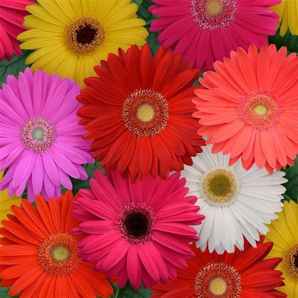 Gerbera Flomar SCL