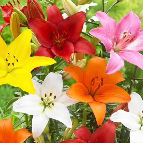 Lilium Flomar SCL