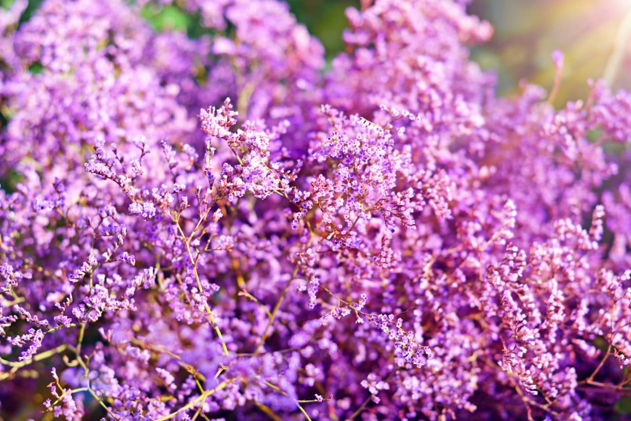 Limonium Flomar SCL