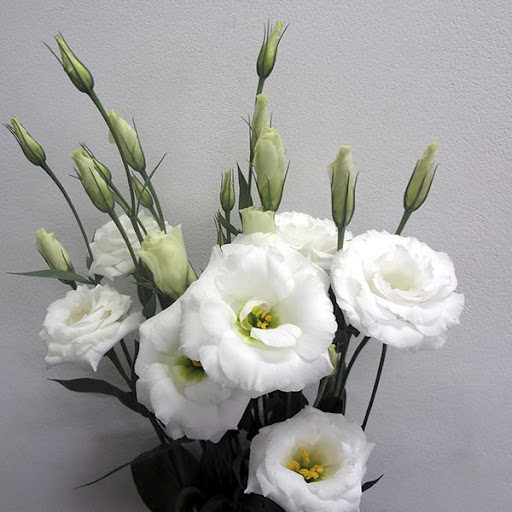 Lisianthus Flomar SCL
