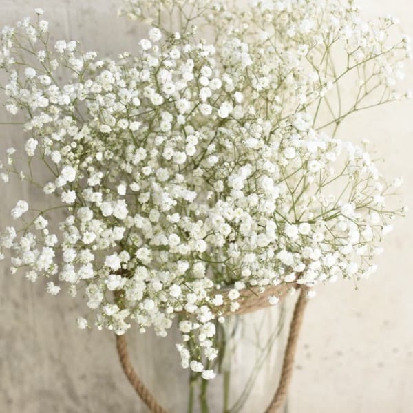 Paniculata Flomar SCL