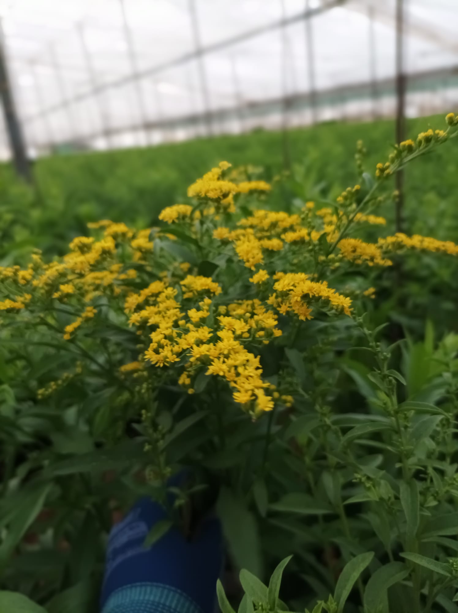 Solidago Flomar SCL