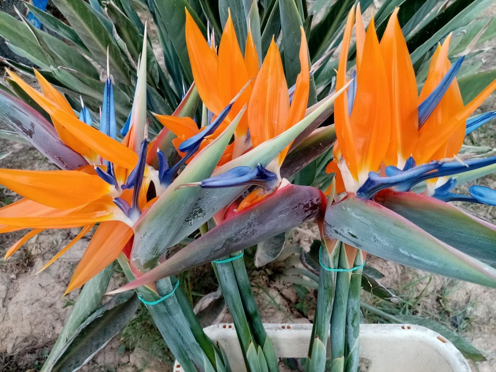 Sterlitzia Flomar SCL