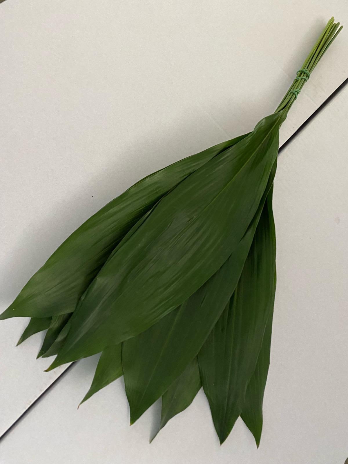 Aspidistra Flomar SCL