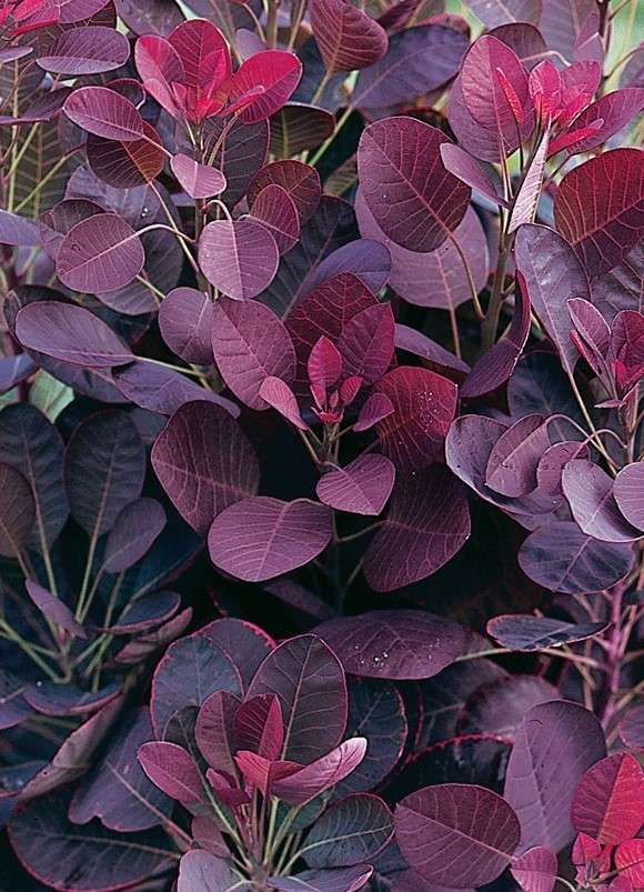 Cotinus Flomar SCL