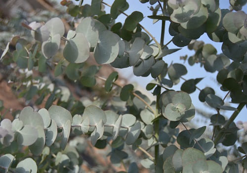 Eucalipto Flomar SCL