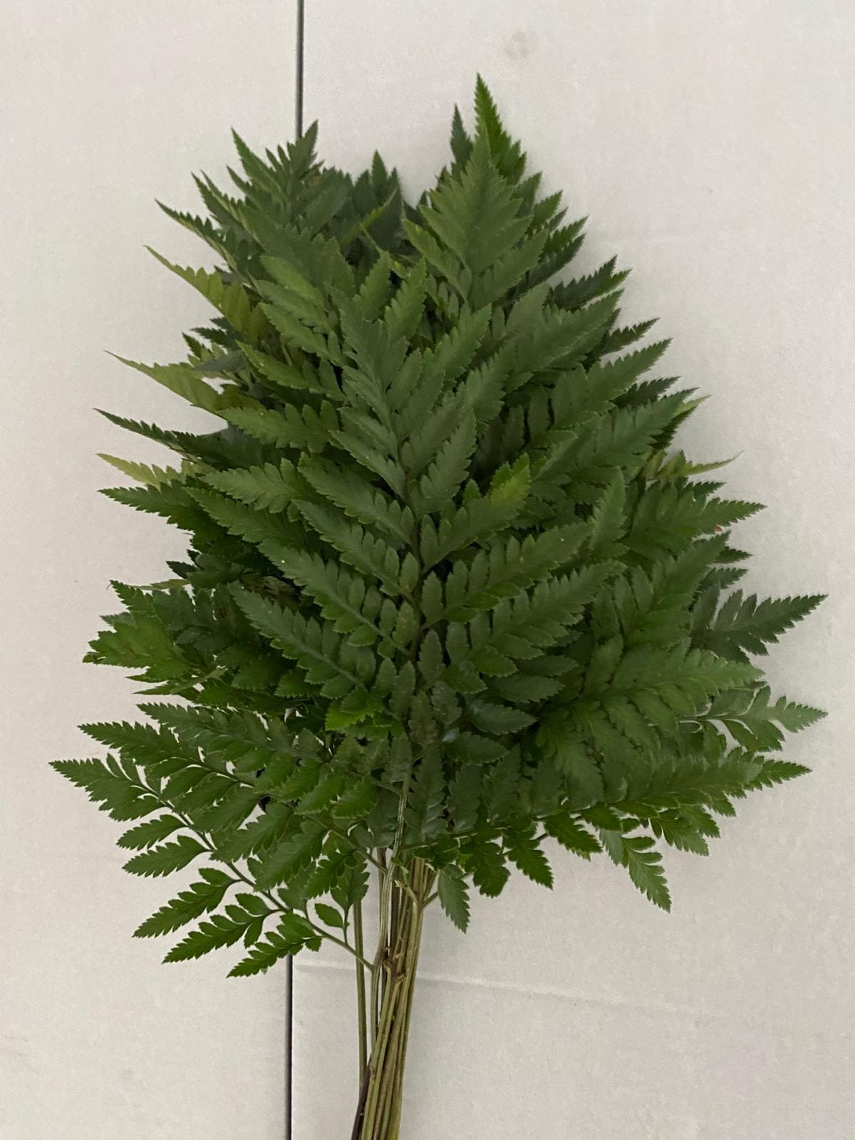 Helecho de Cuero Flomar SCL