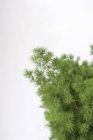 Minoclaudio Flomar SCL