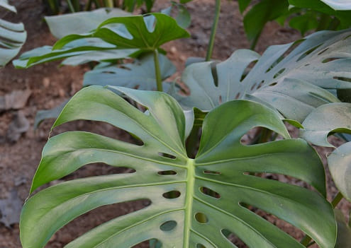 Monstera Flomar SCL