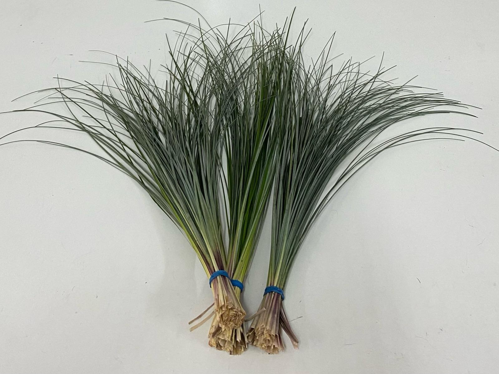 Pelo de Oso Flomar SCL